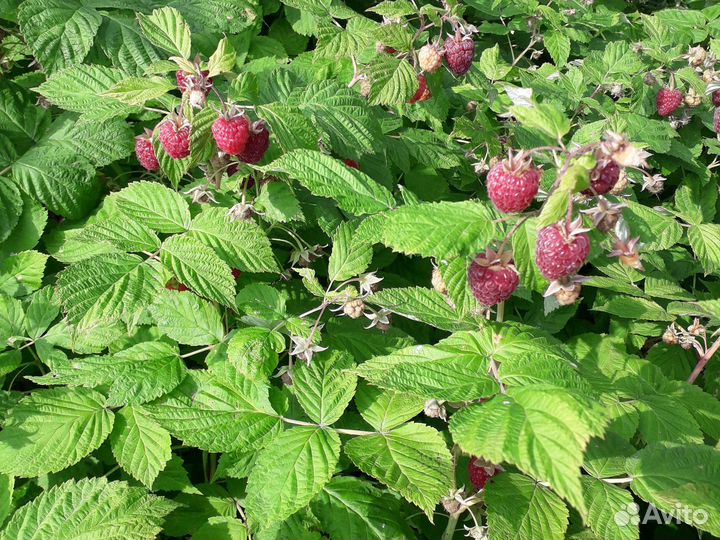 Клюква,Малина,Хризантемы