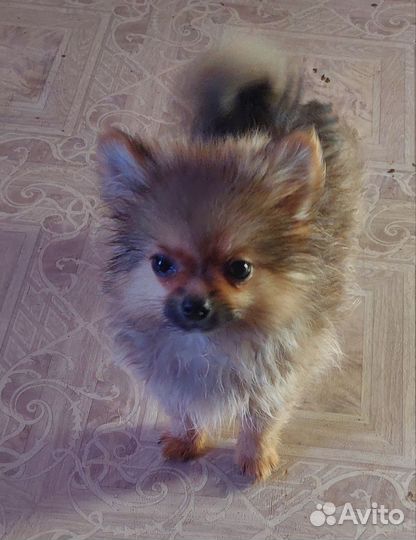 Шпиц мини девочка