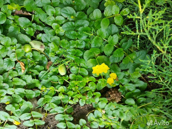 Вербейник монетчатый