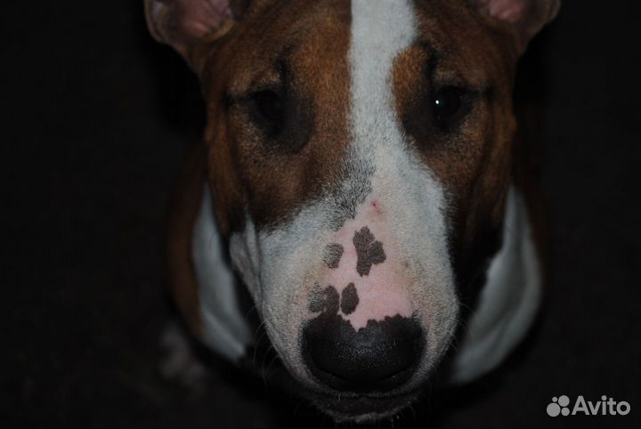 Свадебный фотограф