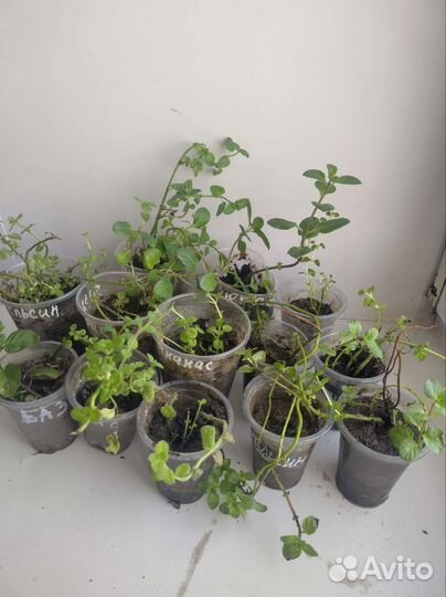 Мята сортовая 22 вкуса