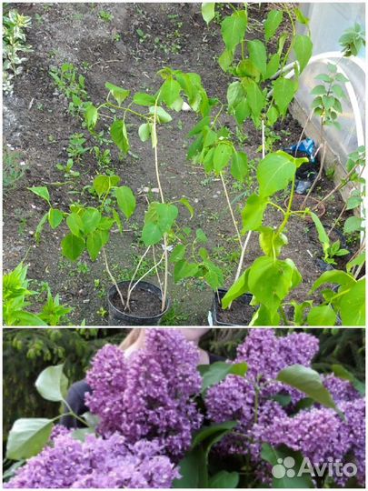 Лещина красн./Сирень/спирея и др