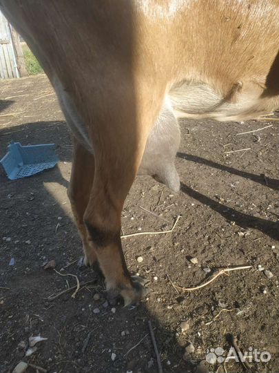 Англо- нубийская