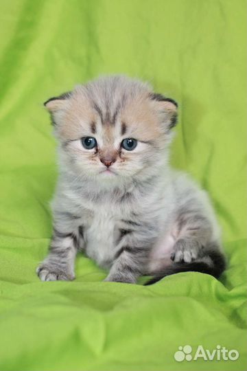 Шотландский котёнок