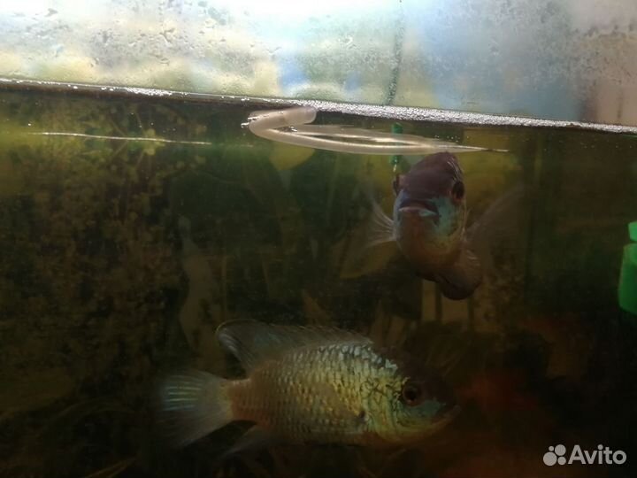 Рыба нанокара 2 штуки