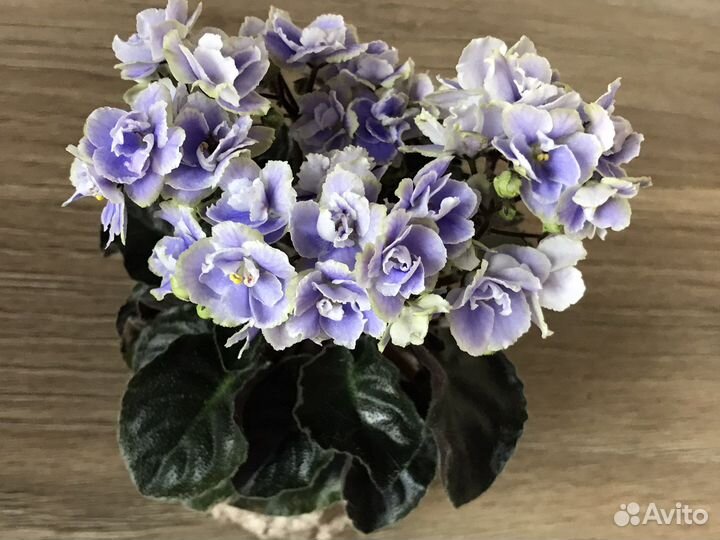 Мини, полумини, трейлеры фиалочки