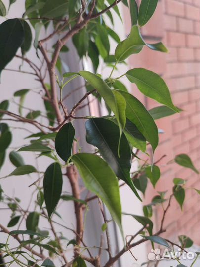 Бенджамина фикус