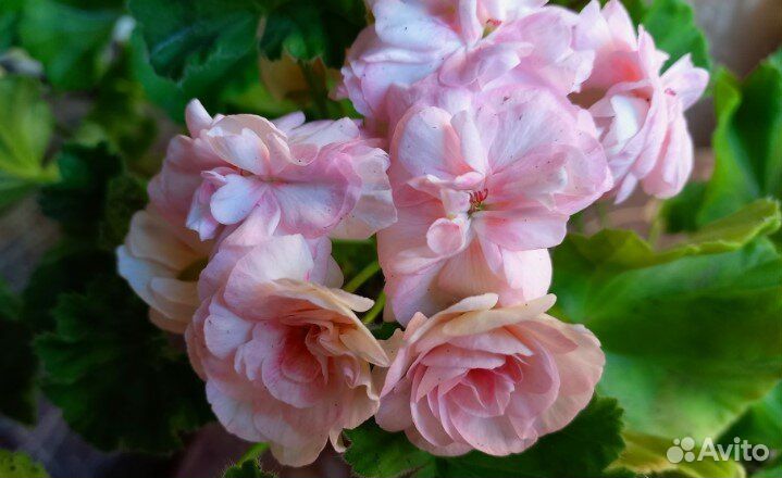 Пеларгония герань