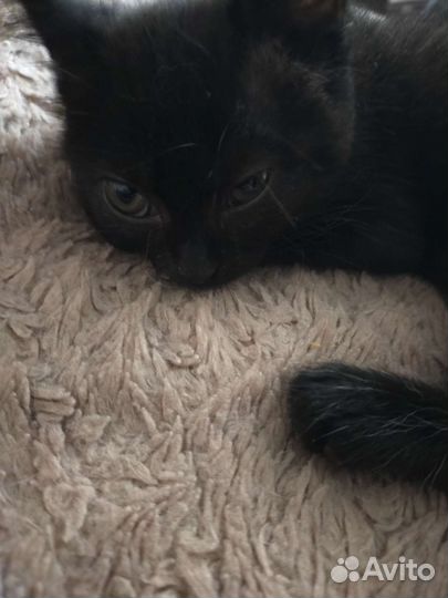 Котята