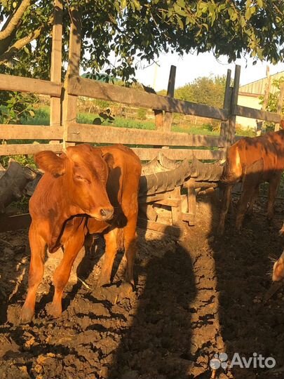 Бычки и телята