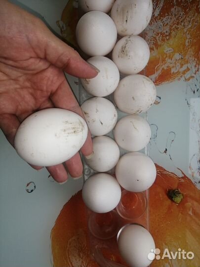 Куры несушки продам