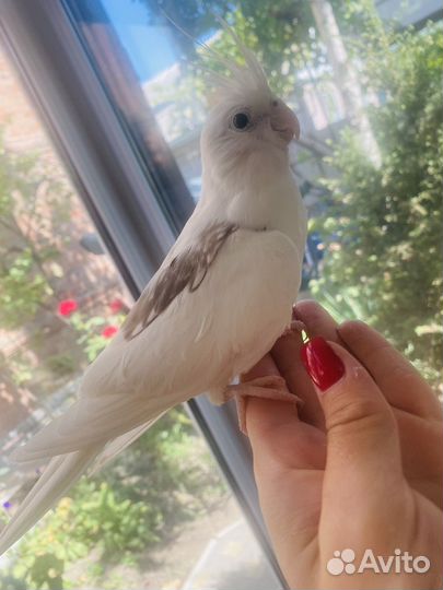 Попугай корелла безщекий