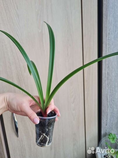 Амариллис(сеянцы)