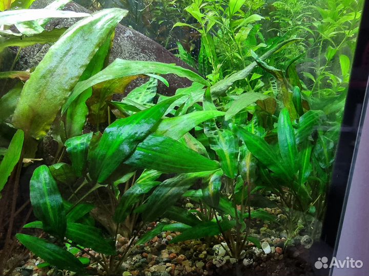 Криптокарины растения для аквариума