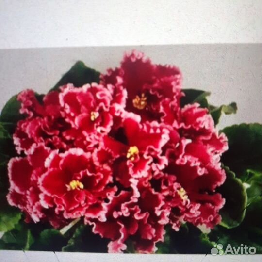 Детки сортовых фиалок