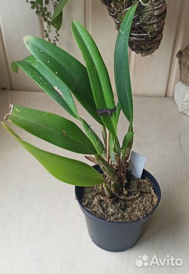 LC. Santa Barbara sanset