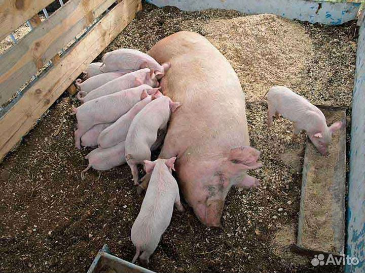 Поросята
