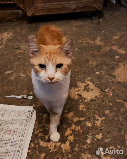 Рыжий кот живет в адской квартире