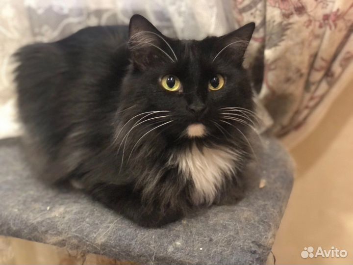 Кошка Боня ищет любящих хозяев