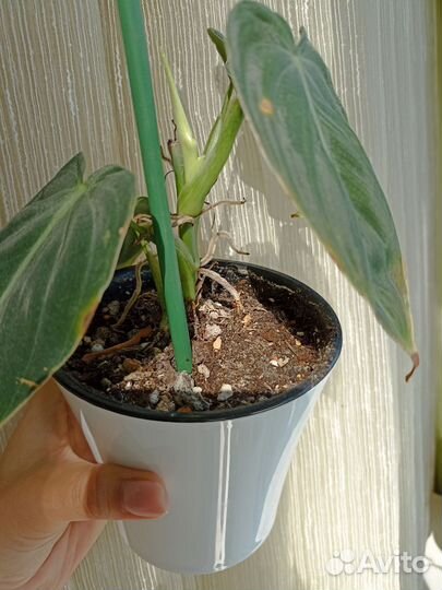 Филодендрон Миланохризум