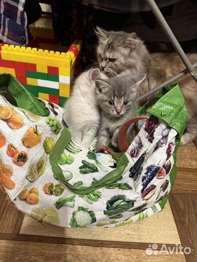 Котята в добрые руки