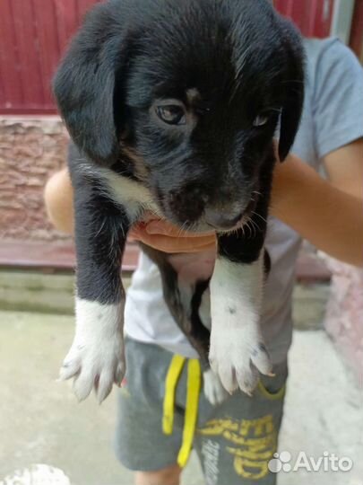 Щенки в добрые руки