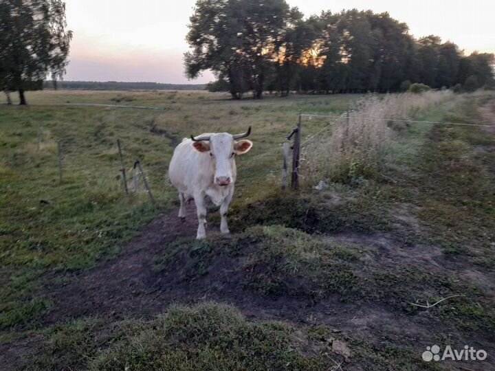 2 Коровы,отел в сентябре