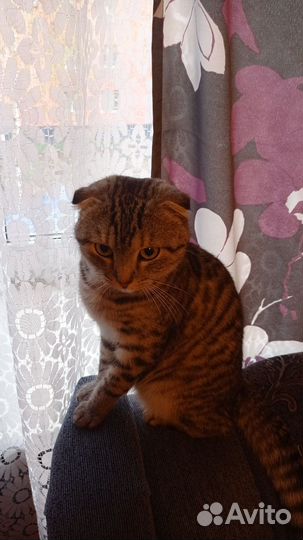 Шотландский Скоттиш Фолд вязка
