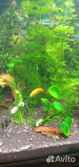 Супер ред анцитрус вуалевый