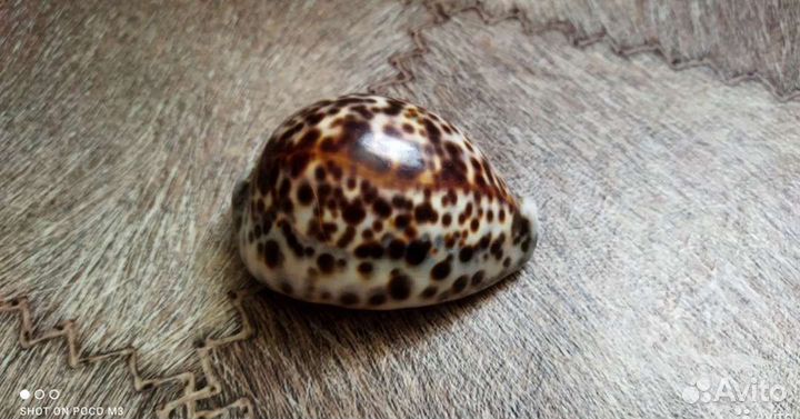 Морские ракушки