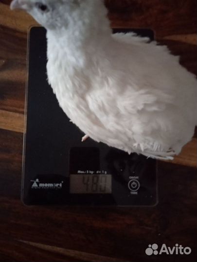 Радонежский перепел - инкубационное яйцо, перепела