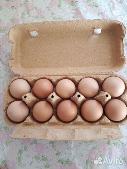 Домашние куриные яйца