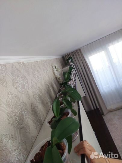 Продам орхидеи