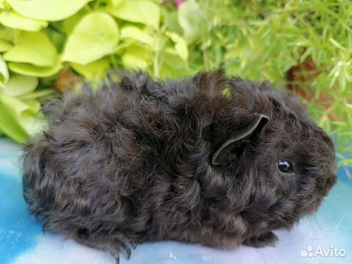 Морские свинки