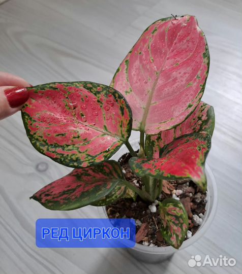 Комнатные растения цветы