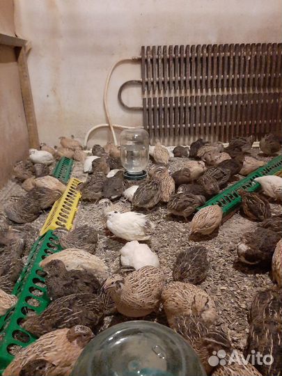 Перепела инкубационное яйцо Доставка