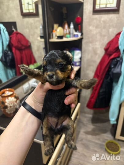 Йоркширский терьер