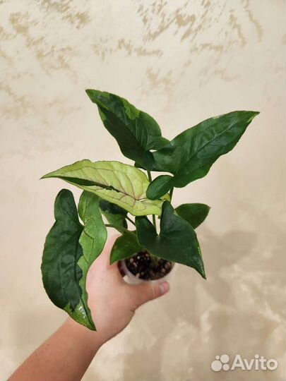 Сингониумы