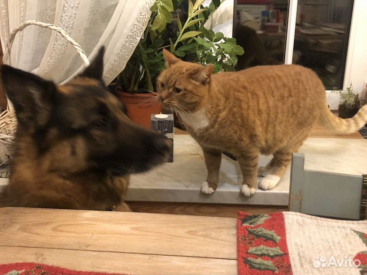 Собачий пух. И Овечья шерсть. Кардочёс