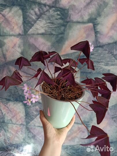 Кислица фиолетовая (оксалис)