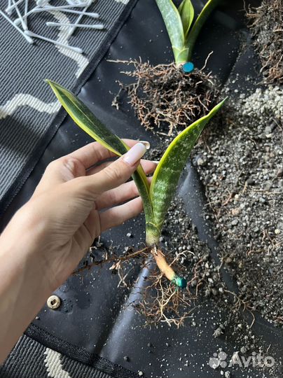Сансевиерия golden flame