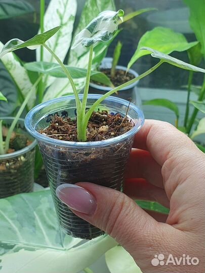 Алоказия макрориза вариегатная