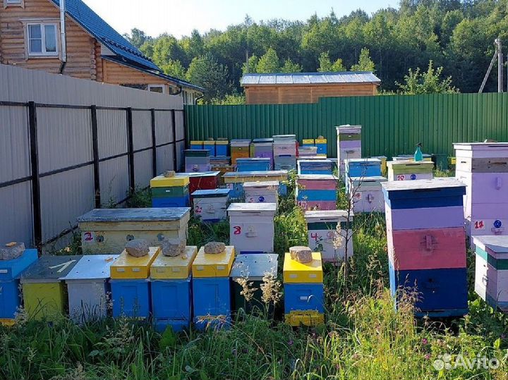 Пчелопакеты бакфаст карника в Москве