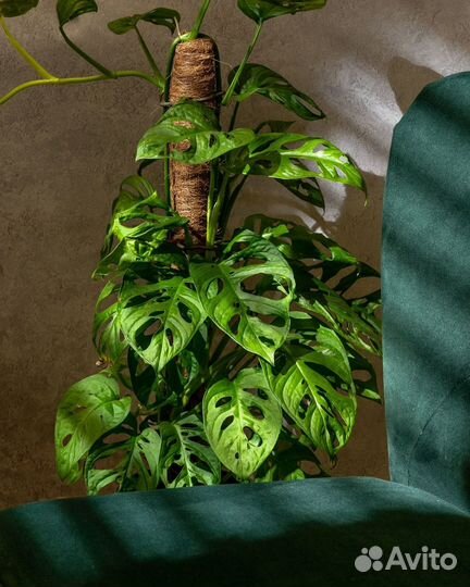 Монстера манки маск