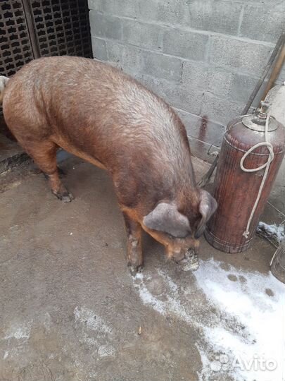 Продам хряка