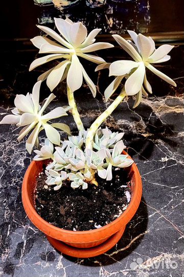 Граптопеталум парагвайский (суккулент)