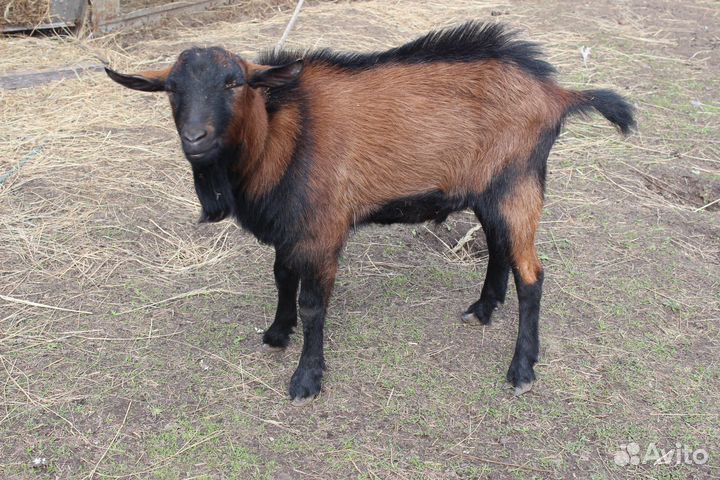 Козел на вязку