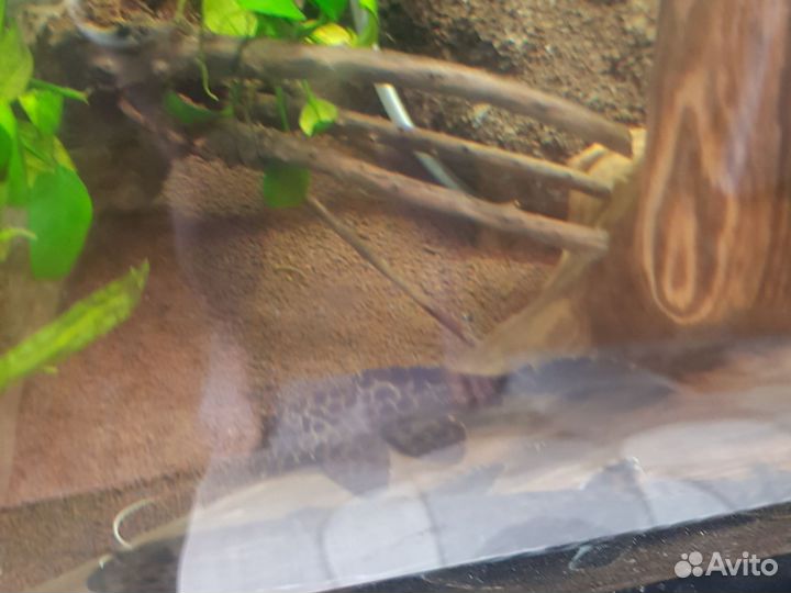 Птерегоплихт сом парчовый