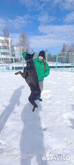 Собака доберман