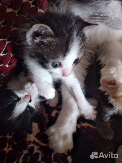 Кошка